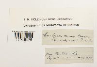 Leucobryum albidum image