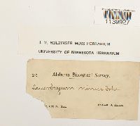 Leucobryum albidum image