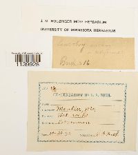 Leucobryum albidum image