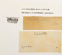 Leucobryum albidum image