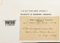 Leucobryum albidum image