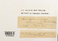 Leucobryum albidum image