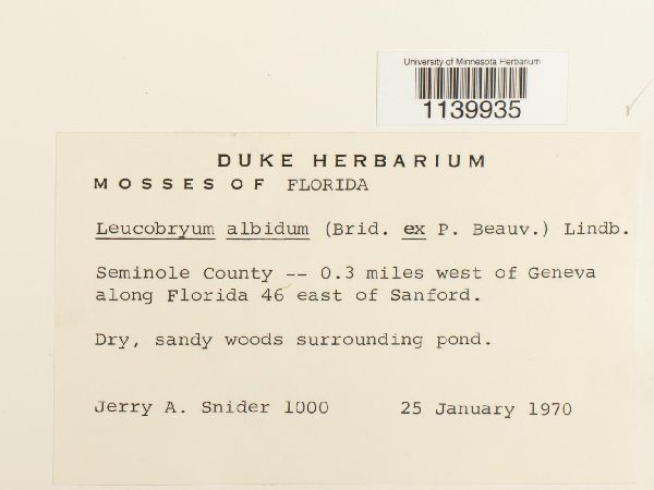 Leucobryum albidum image