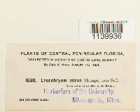 Leucobryum albidum image