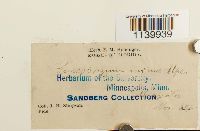 Leucobryum albidum image