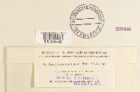 Leucobryum albidum image