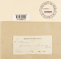 Leucobryum albidum image