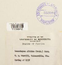 Leucobryum albidum image