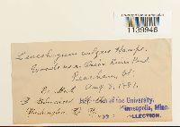 Leucobryum glaucum image