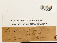 Leucobryum glaucum image