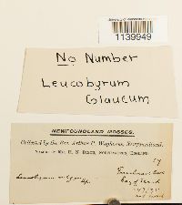 Leucobryum glaucum image