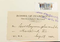 Leucobryum glaucum image