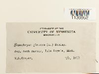 Leucobryum glaucum image