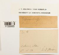 Leucobryum glaucum image