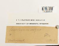 Leucobryum glaucum image