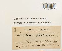 Leucobryum glaucum image