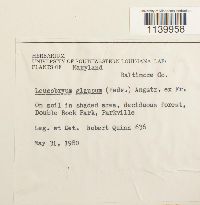 Leucobryum glaucum image