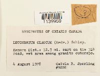 Leucobryum glaucum image