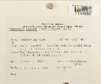 Leucobryum glaucum image