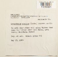 Leucobryum glaucum image