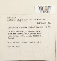 Leucobryum glaucum image