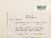 Leucobryum glaucum image