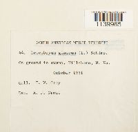 Leucobryum glaucum image