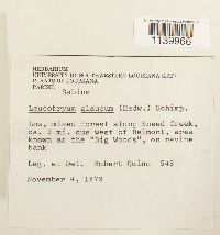 Leucobryum glaucum image