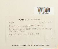 Leucobryum glaucum image