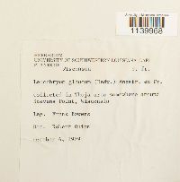 Leucobryum glaucum image