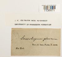 Leucobryum glaucum image