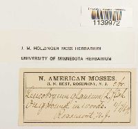 Leucobryum glaucum image