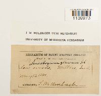 Leucobryum glaucum image