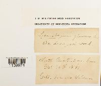 Leucobryum glaucum image