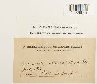 Leucobryum glaucum image