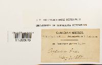 Leucobryum glaucum image