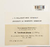 Leucobryum glaucum image