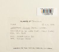 Leucobryum glaucum image