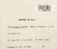 Leucobryum glaucum image