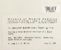 Leucobryum glaucum image