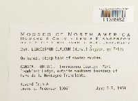 Leucobryum glaucum image