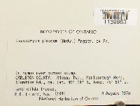 Leucobryum glaucum image