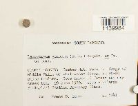 Leucobryum glaucum image