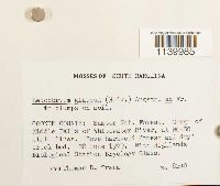 Leucobryum glaucum image