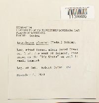 Leucobryum glaucum image