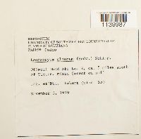 Leucobryum glaucum image