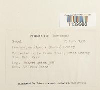 Leucobryum glaucum image