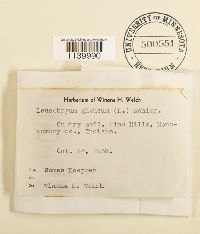 Leucobryum glaucum image