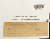 Leucobryum glaucum image