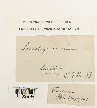 Leucobryum glaucum image